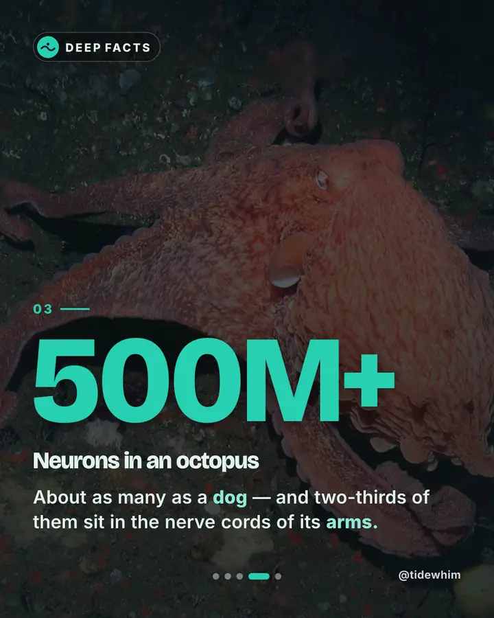 Slide 4, “500M+ neurons in an octopus”: about as many as a dog, and two-thirds of them sit in its arms