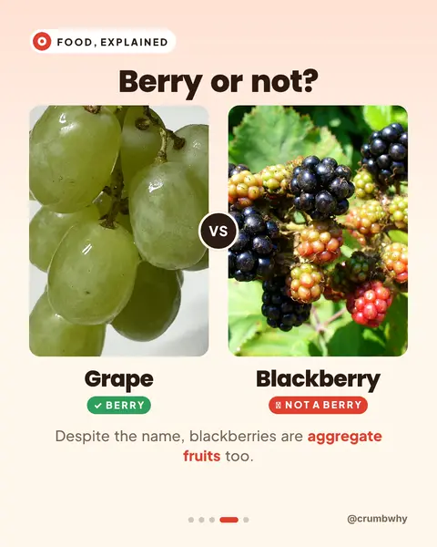 Carousel slide “Berry or not?”: a grape is a berry, a blackberry is not