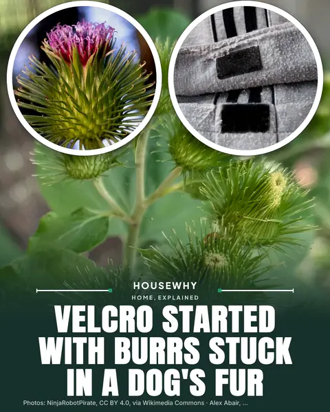 Carousel cover with round photos of a burdock burr and a Velcro strap: “Velcro started with burrs stuck in a dog’s fur”
