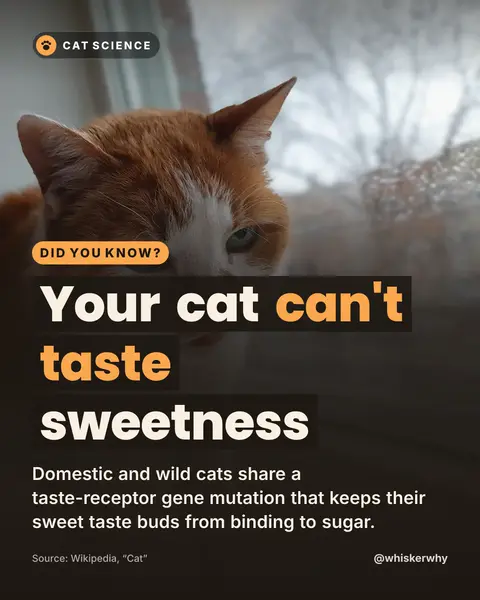 Post over a photo of a ginger cat: “Your cat can’t taste sweetness”